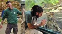 豹子从动物园笼里逃脱 以色